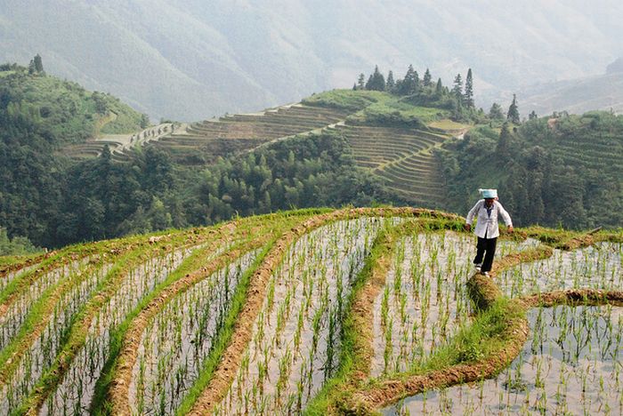 paddy fields, rice terraces