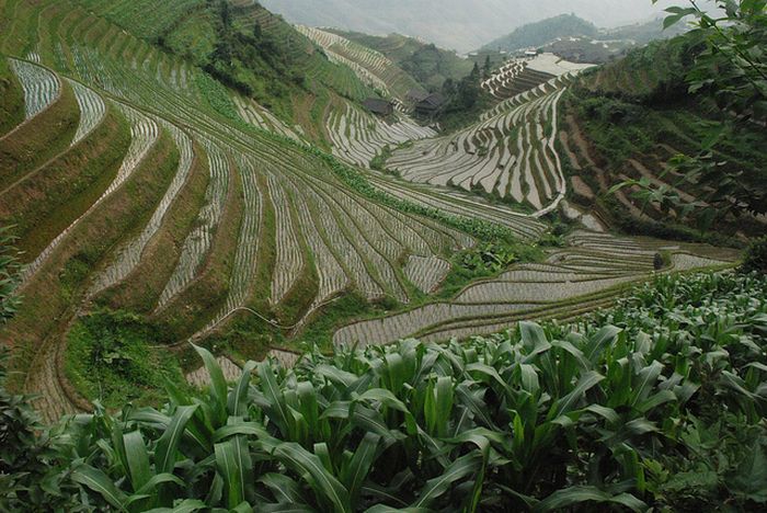 paddy fields, rice terraces