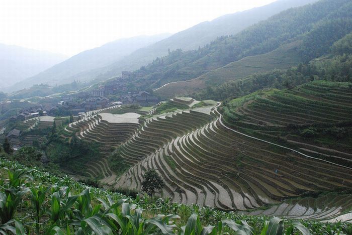 paddy fields, rice terraces