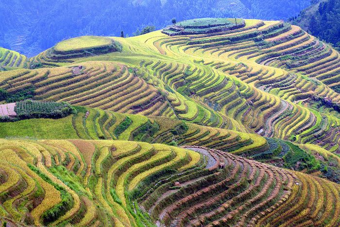 paddy fields, rice terraces