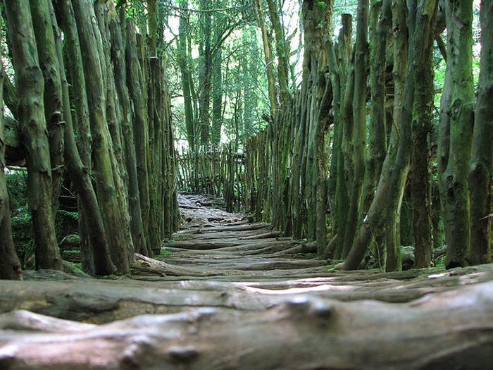 Puzzlewood, Coleford in the Forest of Dean, Gloucestershire, England, United Kingdom