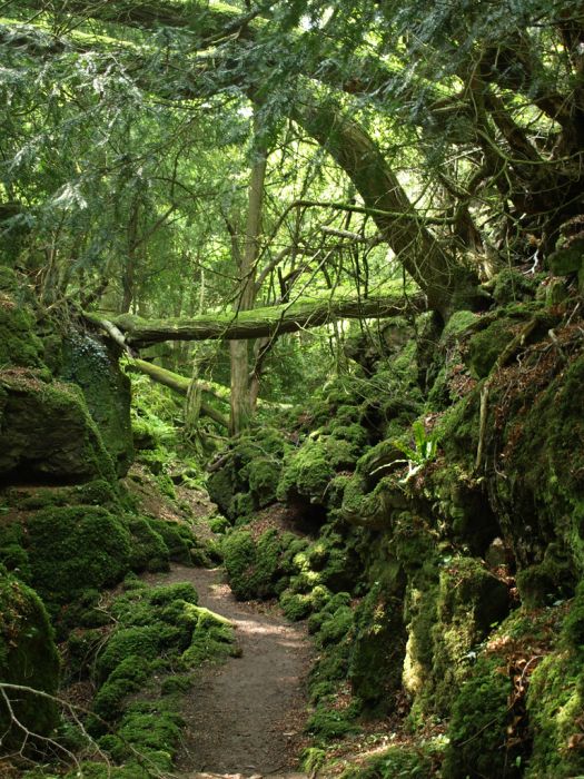 Puzzlewood, Coleford in the Forest of Dean, Gloucestershire, England, United Kingdom