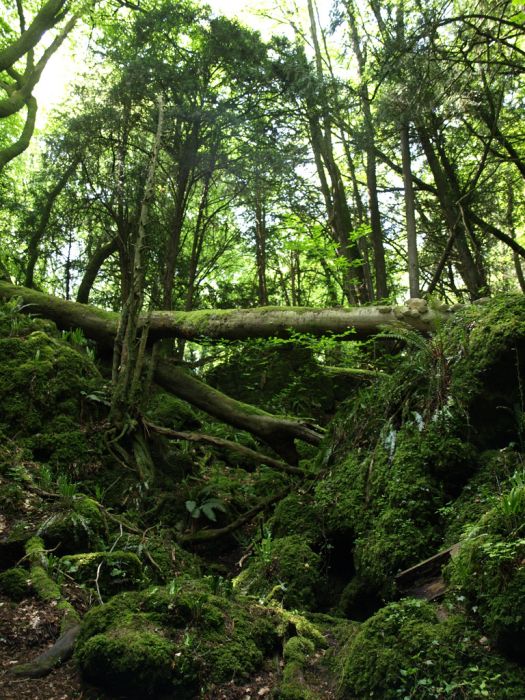 Puzzlewood, Coleford in the Forest of Dean, Gloucestershire, England, United Kingdom