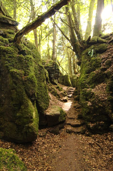 Puzzlewood, Coleford in the Forest of Dean, Gloucestershire, England, United Kingdom