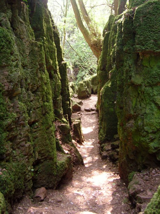 Puzzlewood, Coleford in the Forest of Dean, Gloucestershire, England, United Kingdom