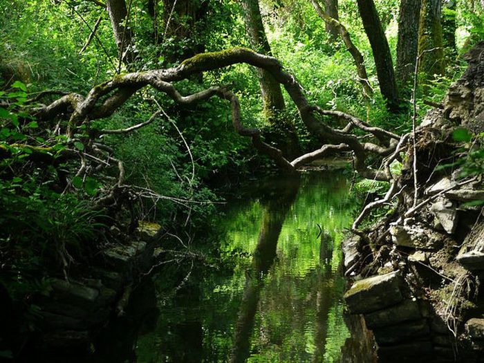 Puzzlewood, Coleford in the Forest of Dean, Gloucestershire, England, United Kingdom