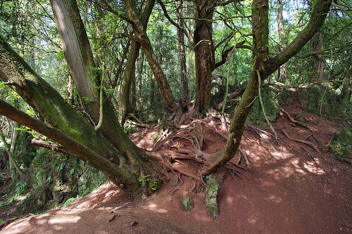 Puzzlewood, Coleford in the Forest of Dean, Gloucestershire, England, United Kingdom