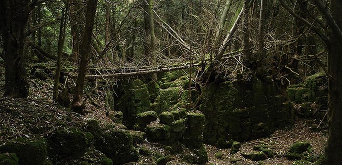 Puzzlewood, Coleford in the Forest of Dean, Gloucestershire, England, United Kingdom