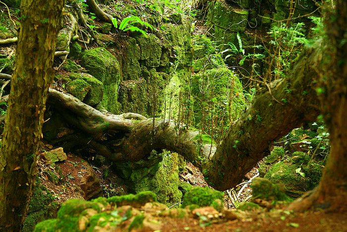 Puzzlewood, Coleford in the Forest of Dean, Gloucestershire, England, United Kingdom