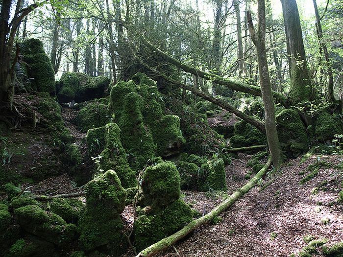 Puzzlewood, Coleford in the Forest of Dean, Gloucestershire, England, United Kingdom