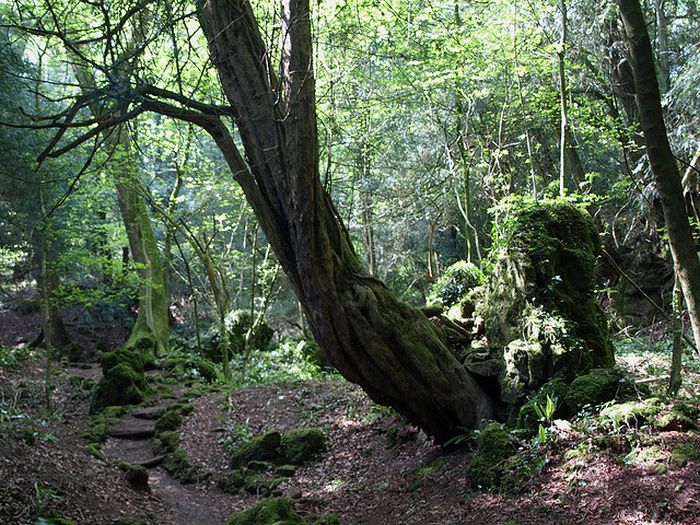 Puzzlewood, Coleford in the Forest of Dean, Gloucestershire, England, United Kingdom