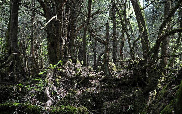 Puzzlewood, Coleford in the Forest of Dean, Gloucestershire, England, United Kingdom