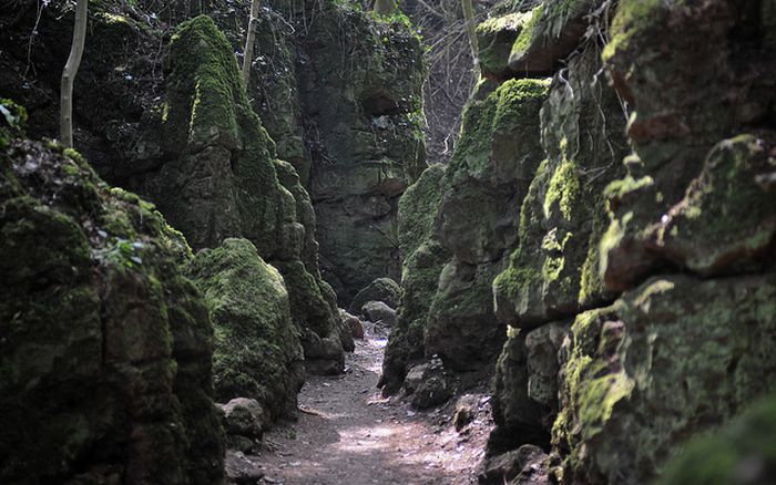 Puzzlewood, Coleford in the Forest of Dean, Gloucestershire, England, United Kingdom