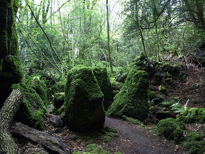 Puzzlewood, Coleford in the Forest of Dean, Gloucestershire, England, United Kingdom