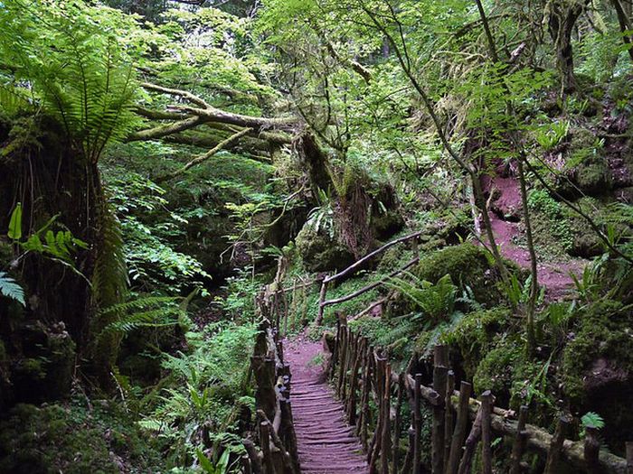 Puzzlewood, Coleford in the Forest of Dean, Gloucestershire, England, United Kingdom