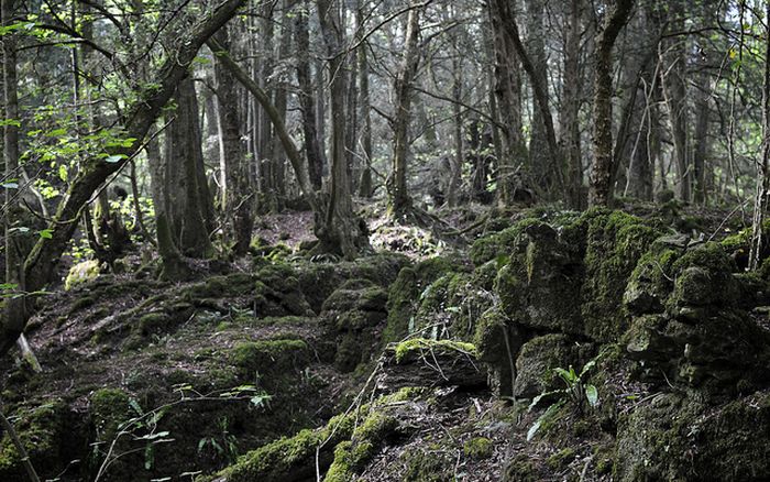 Puzzlewood, Coleford in the Forest of Dean, Gloucestershire, England, United Kingdom