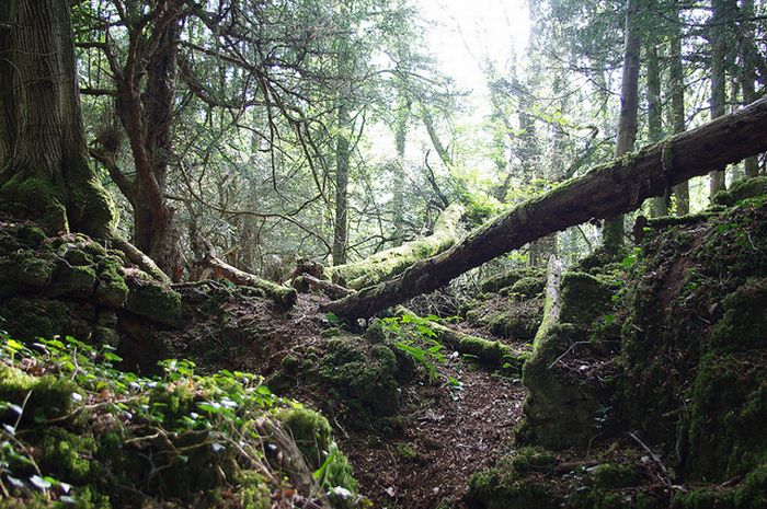 Puzzlewood, Coleford in the Forest of Dean, Gloucestershire, England, United Kingdom