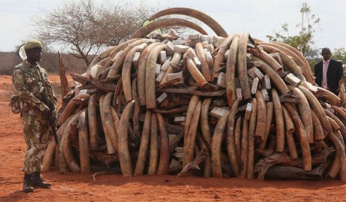 Ivory tusks burned, Kenya