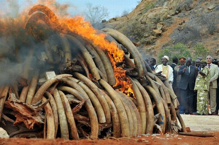 Ivory tusks burned, Kenya