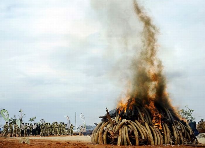 Ivory tusks burned, Kenya