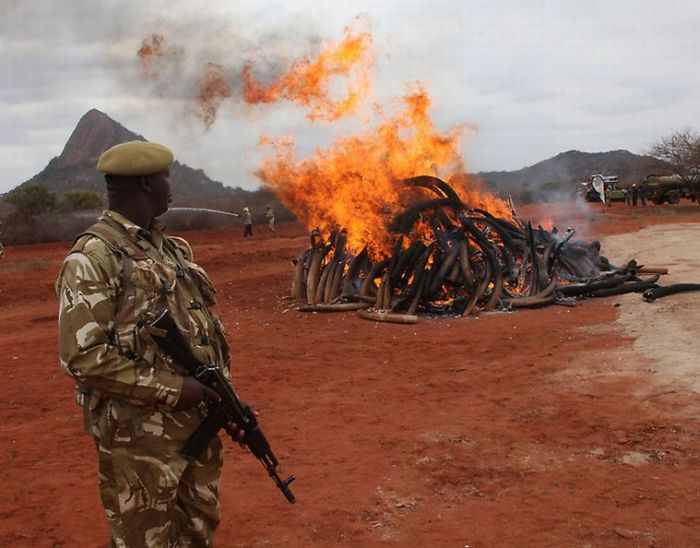 Ivory tusks burned, Kenya