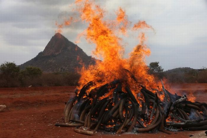 Ivory tusks burned, Kenya