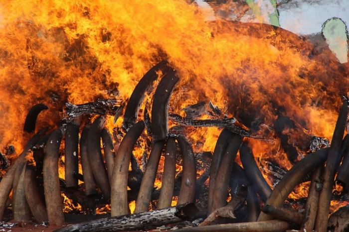 Ivory tusks burned, Kenya