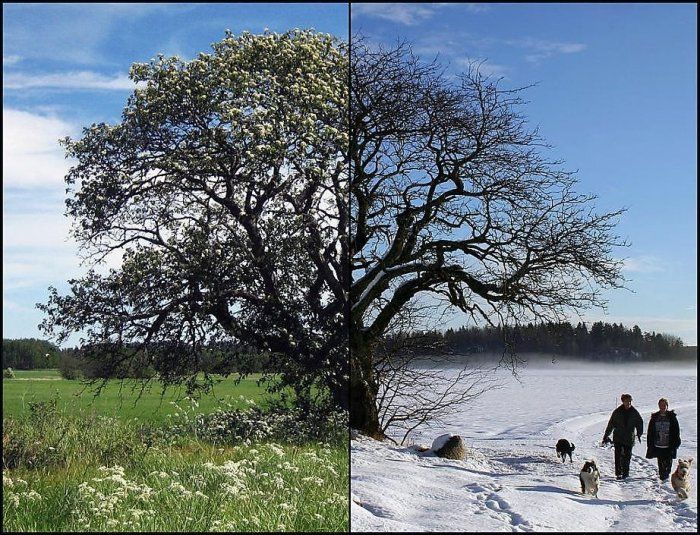 summer vs. winter photo