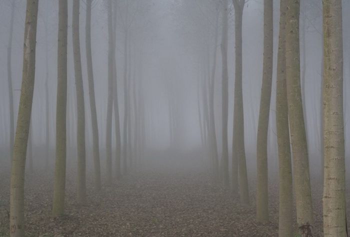 fog forest