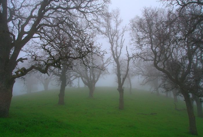 fog forest