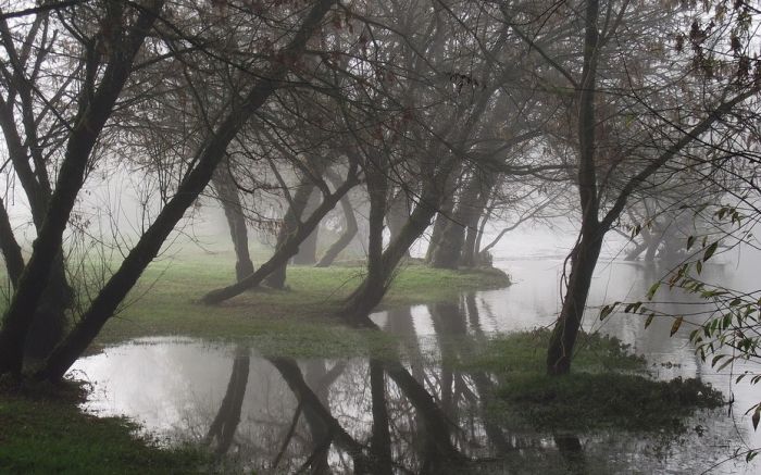 fog forest