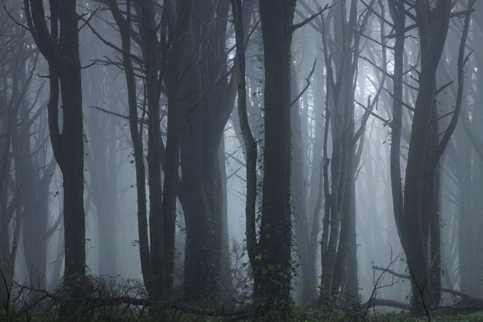 fog forest