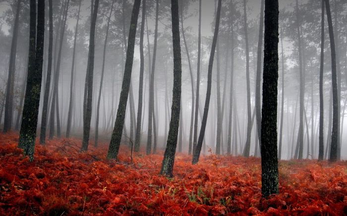 fog forest