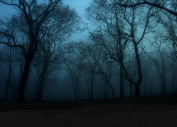 fog forest