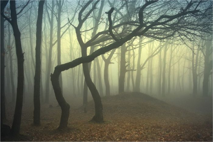 fog forest