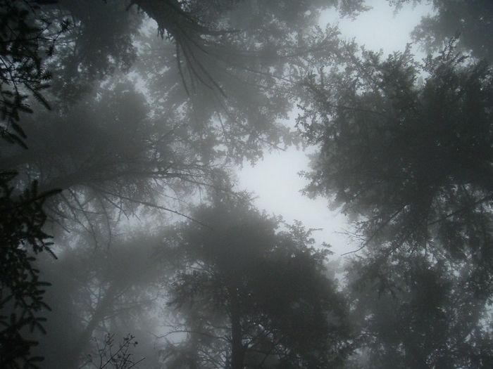 fog forest