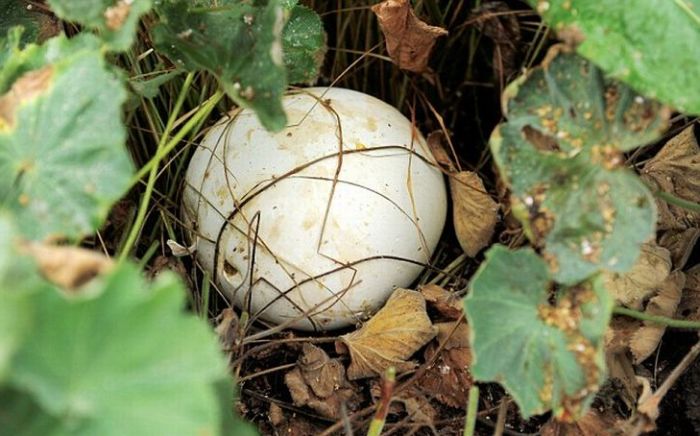 giant mushroom