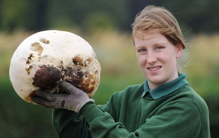 giant mushroom