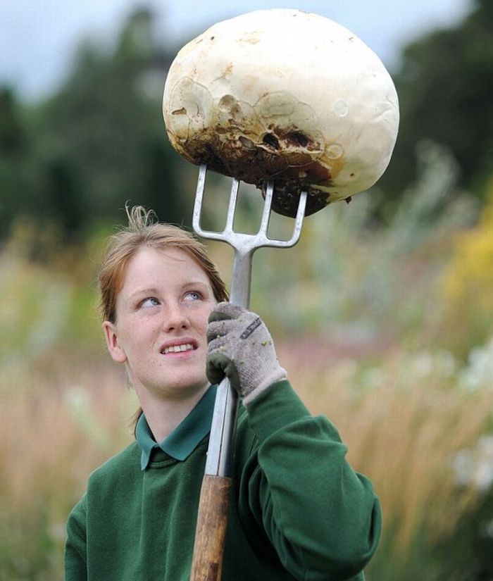 giant mushroom