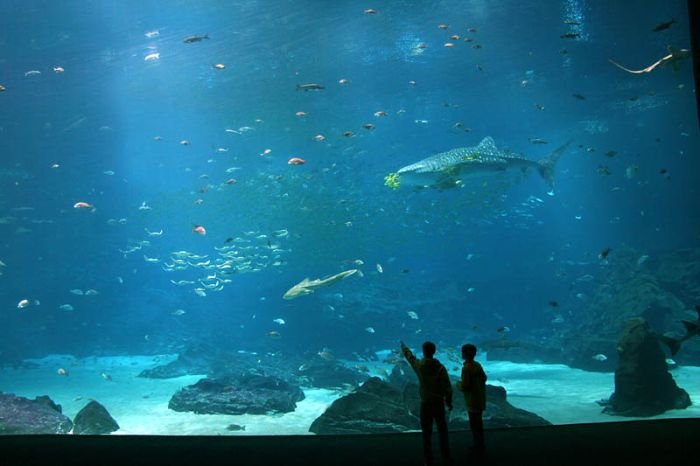 Georgia Aquarium, Pemberton Place, Atlanta, Georgia, United States