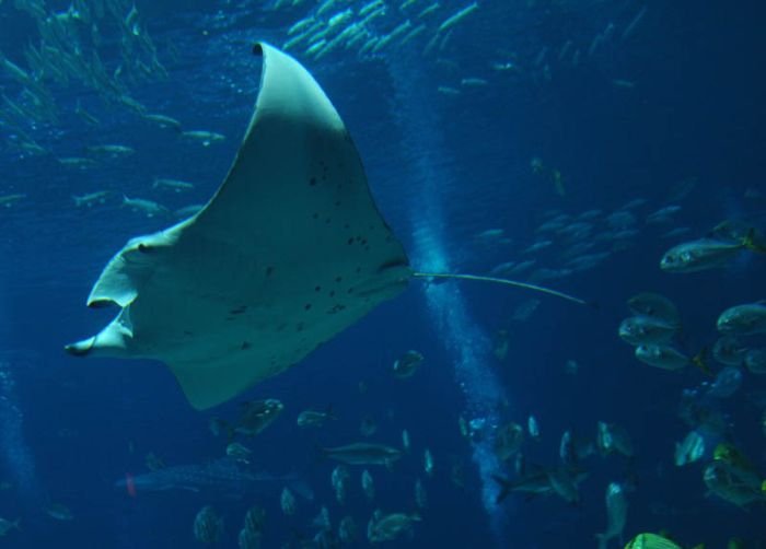 Georgia Aquarium, Pemberton Place, Atlanta, Georgia, United States