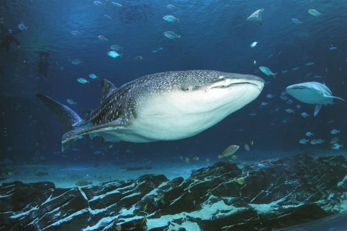 Georgia Aquarium, Pemberton Place, Atlanta, Georgia, United States