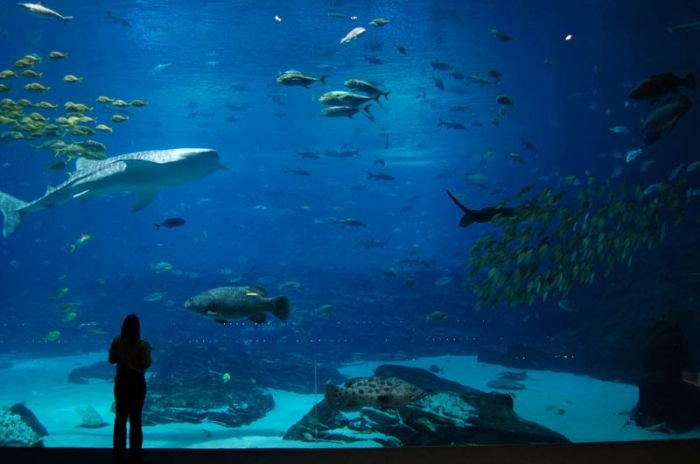 Georgia Aquarium, Pemberton Place, Atlanta, Georgia, United States