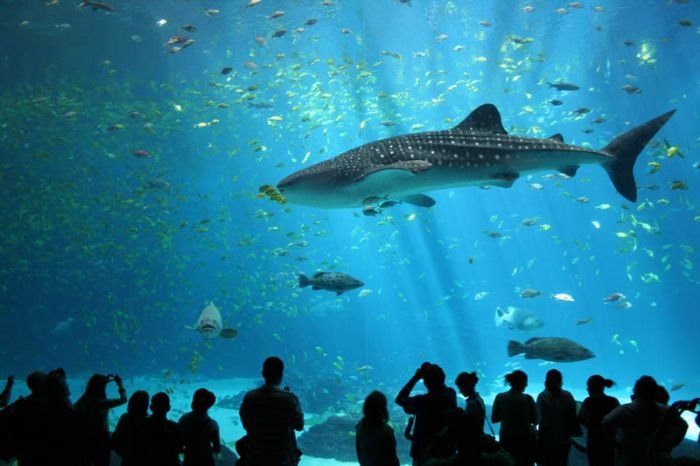 Georgia Aquarium, Pemberton Place, Atlanta, Georgia, United States