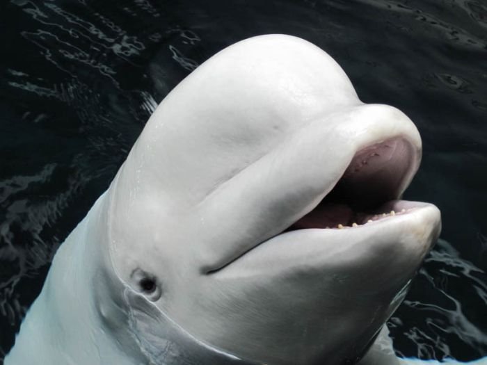 Georgia Aquarium, Pemberton Place, Atlanta, Georgia, United States