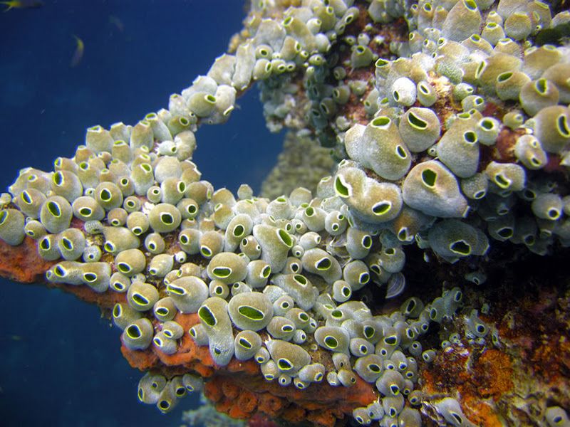 Fujikawa Maru, Truk Lagoon, Chuuk, Pacific, North of New Guinea