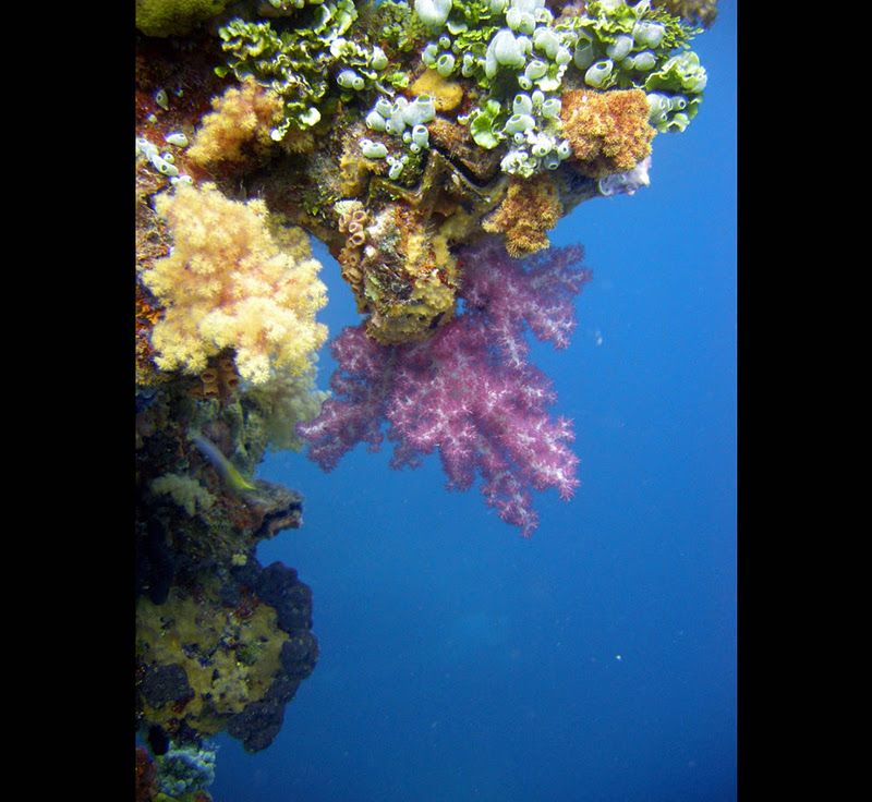 Fujikawa Maru, Truk Lagoon, Chuuk, Pacific, North of New Guinea