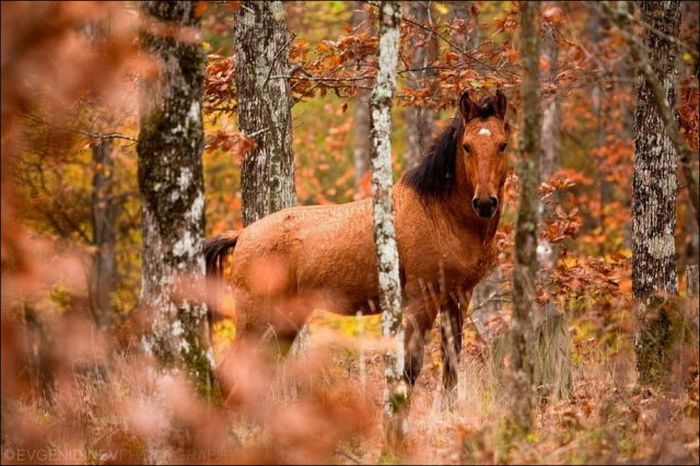 autumn world