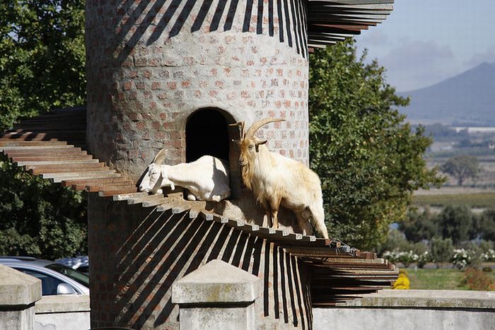 The Goat Tower, Fairview Wine and Cheese farm, Paarl winelands of South Africa