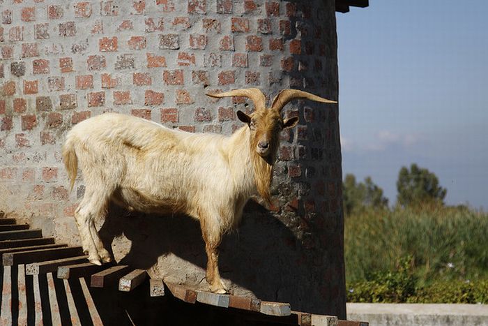 The Goat Tower, Fairview Wine and Cheese farm, Paarl winelands of South Africa